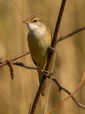 Büyük Reed Warbler 'ın parlak bir arka planda bir dal üzerinde yakın plan fotoğrafı..