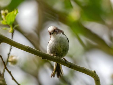 A beautiful Long-tailed Tit perches delicately on a twig, surrounded by lush greenery, creating a charming and serene scene of nature.