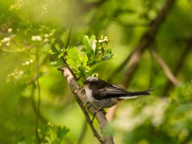 A beautiful Long-tailed Tit perches delicately on a twig, surrounded by lush greenery, creating a charming and serene scene of nature.