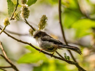 A beautiful Long-tailed Tit perches delicately on a twig, surrounded by lush greenery, creating a charming and serene scene of nature.