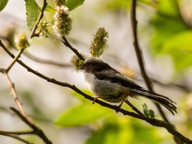 A beautiful Long-tailed Tit perches delicately on a twig, surrounded by lush greenery, creating a charming and serene scene of nature.