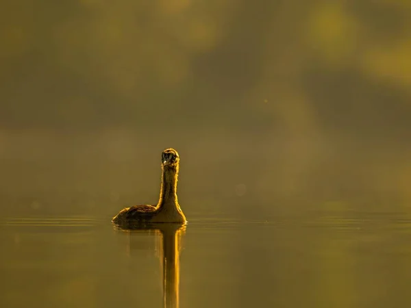 Young Great Crested Grebe Peacefully Floats Water Illuminated Warm Hues — Stock Photo, Image