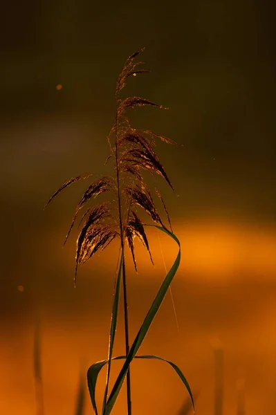 Golden Grass Sways Gracefully Backdrop Breathtaking Sunset Painting Sky Vibrant — Stock Photo, Image