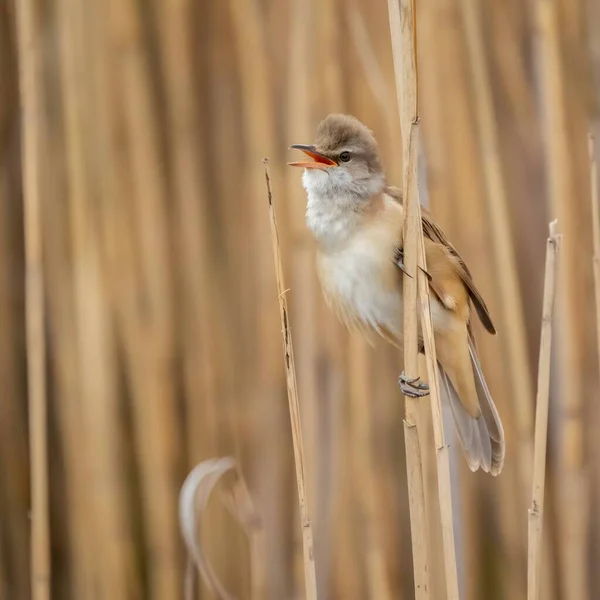 Graceful Great Reed Warbler Resting Dry Reeds Showcasing Its Vibrant — Stock Photo, Image
