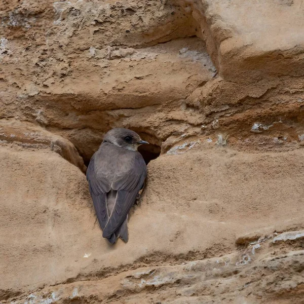 Sand Martin Güvenle Bir Kayaya Tünedi Yuvasının Girişini Korudu Doğanın — Stok fotoğraf