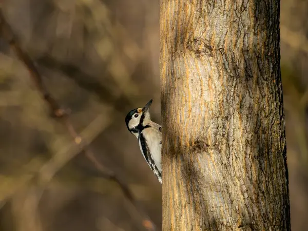 꿈꾸는 배경을 트렁크에 훌륭한 Woodpecker의 이미지 — 스톡 사진