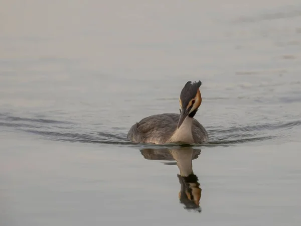 Close Photo Young Great Crested Grebes Together Water — Stock Photo, Image
