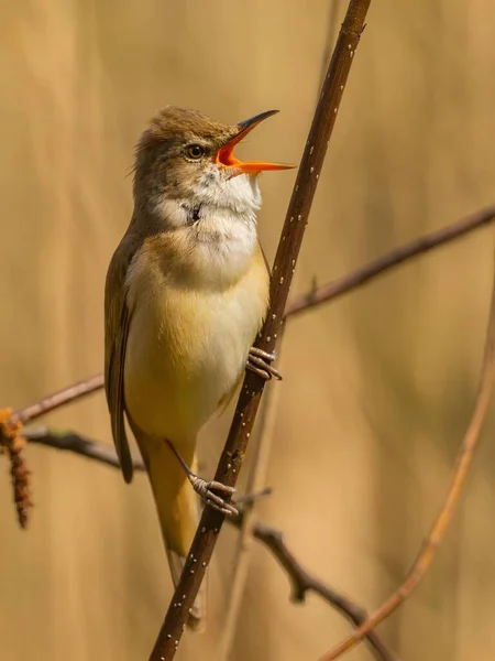 Κοντινή Φωτογραφία Ενός Great Reed Warbler Ένα Κλαδί Πάνω Ένα — Φωτογραφία Αρχείου
