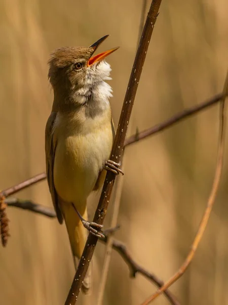 Κοντινή Φωτογραφία Ενός Great Reed Warbler Ένα Κλαδί Πάνω Ένα — Φωτογραφία Αρχείου