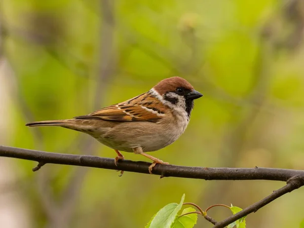 Närbild Foto Eurasian Tree Sparrow Sitter Gren Mot Levande Grön — Stockfoto