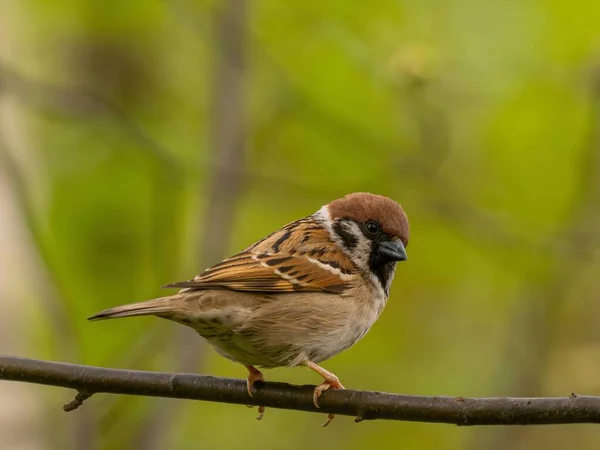 Närbild Foto Eurasian Tree Sparrow Sitter Gren Mot Levande Grön — Stockfoto