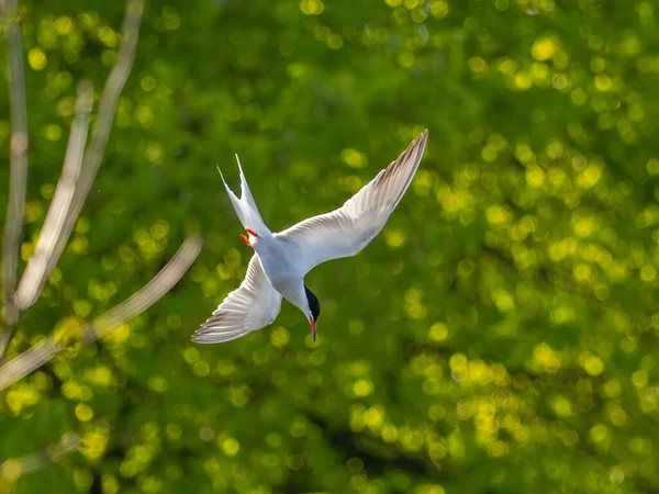 Common Tern Soars Gracefully Sky Captured Aerial View Lush Green — Stock Photo, Image
