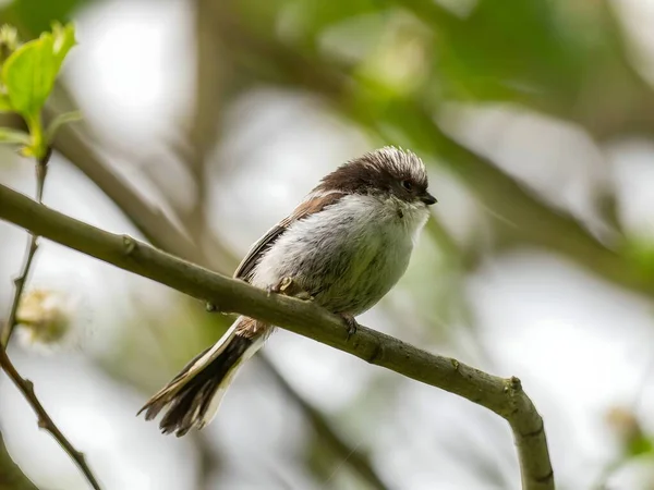 Beautiful Long Tailed Tit Perches Delicately Twig Surrounded Lush Greenery — Stockfoto