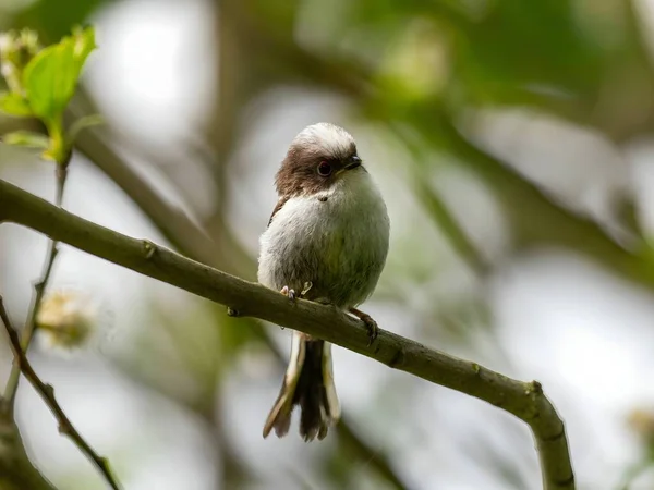 Beautiful Long Tailed Tit Perches Delicately Twig Surrounded Lush Greenery — Stock fotografie