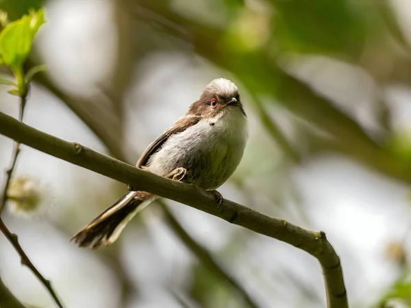 Beautiful Long Tailed Tit Perches Delicately Twig Surrounded Lush Greenery — Fotografia de Stock