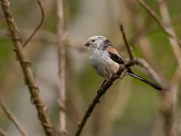 Beautiful Long Tailed Tit Perches Delicately Twig Surrounded Lush Greenery — Stok fotoğraf