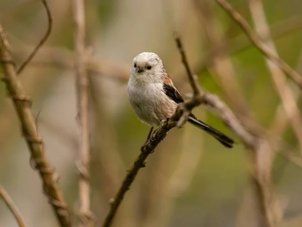 Beautiful Long Tailed Tit Perches Delicately Twig Surrounded Lush Greenery — 图库照片
