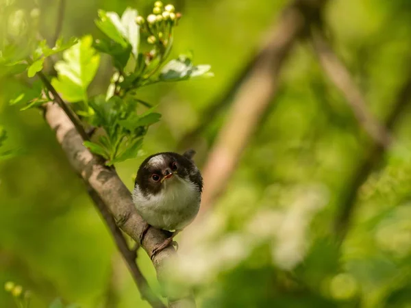 Beautiful Long Tailed Tit Perches Delicately Twig Surrounded Lush Greenery — Foto de Stock