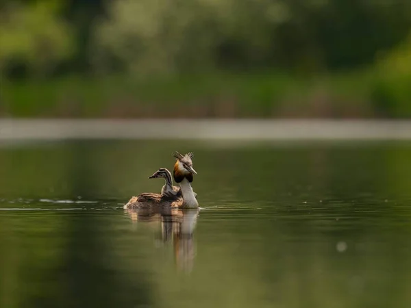 Μεγάλη Crested Grebe Γλιστρά Χαριτωμένα Πάνω Στο Νερό Μεταφέρουν Αξιολάτρευτο — Φωτογραφία Αρχείου