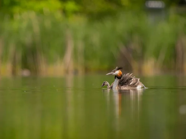 Great Crested Grebe Its Young One Gracefully Swim Water Surface — Stock Photo, Image