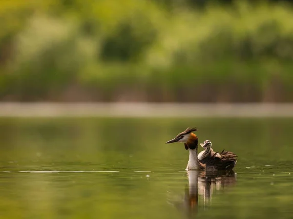 Great Crested Grebe Glides Gracefully Water Carrying Its Adorable Young — Stock Photo, Image