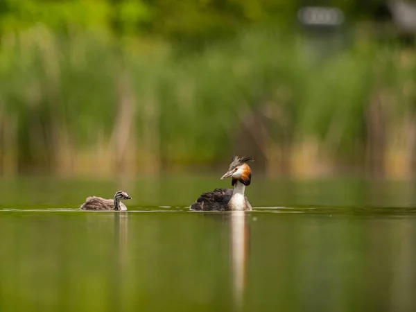 Great Crested Grebe Και Μικρό Του Κολυμπούν Χάρη Στην Επιφάνεια — Φωτογραφία Αρχείου