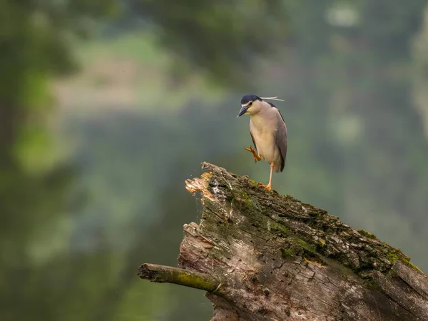 크라운 나이트 Black Crowned Night Heron 타락한 나무의 줄기에 우아하게 — 스톡 사진