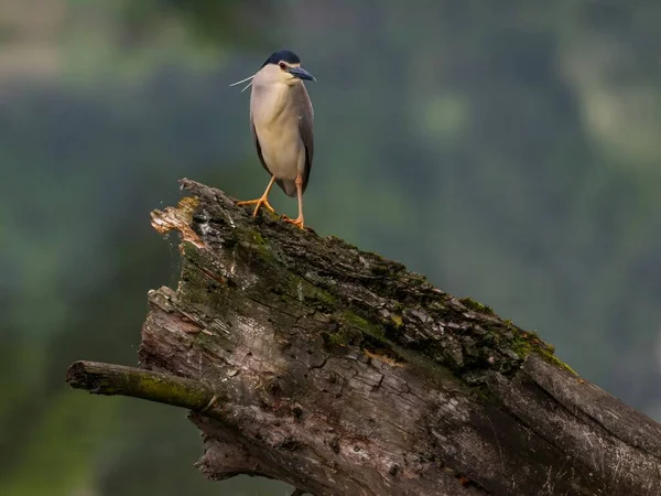 Heron Noite Preto Coroado Poleiros Graciosamente Tronco Uma Árvore Caída — Fotografia de Stock