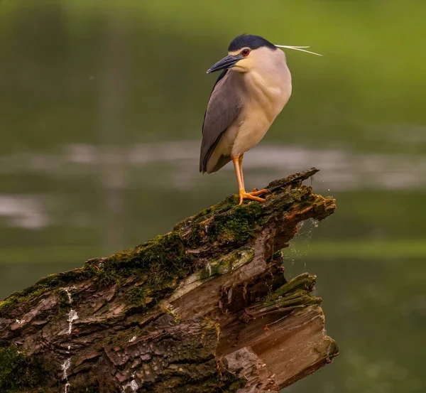 stock image The Black-crowned Night Heron perches gracefully on the trunk of a fallen tree, showcasing its majestic presence amidst the serene surroundings.