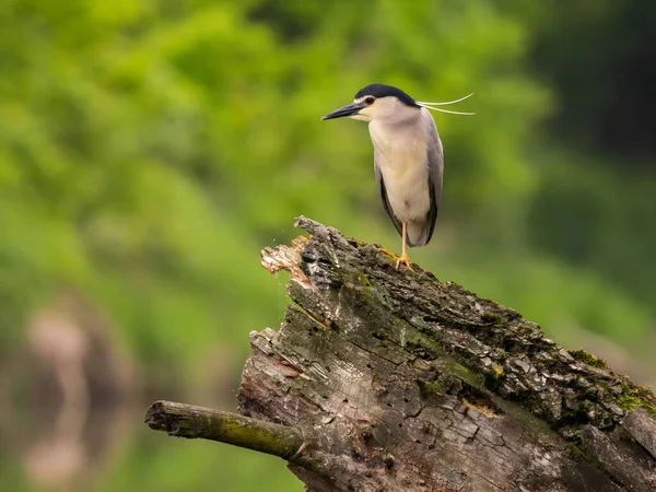 크라운 나이트 Black Crowned Night Heron 타락한 나무의 줄기에 우아하게 — 스톡 사진