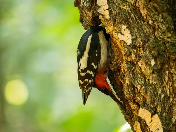 Μεγάλη Spotted Woodpecker Κρυφοκοιτάζει Περίεργα Από Ένα Κούφιο Δέντρο Κόκκινο — Φωτογραφία Αρχείου