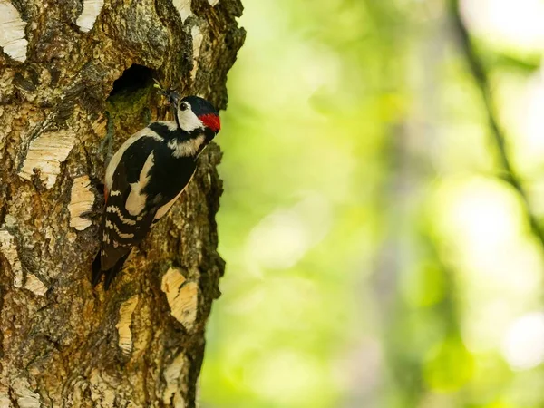 그레이트 스포티드 우드페커 Great Spotted Woodpecker 자작나무 나무에 자랑스럽게 배경을 — 스톡 사진