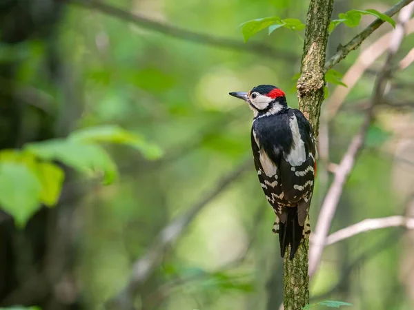 무성한 속에서 위대한 Woodpecker는 생동감 넘치는 블랙과 화이트 자두가 가지에 — 스톡 사진