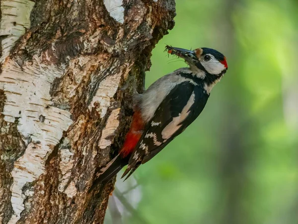 Vibrant Greenery Serves Backdrop Majestic Sight Great Spotted Woodpecker Perched — Stock Photo, Image
