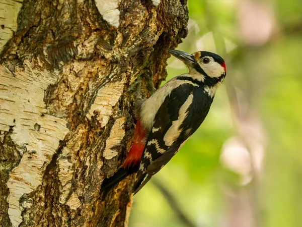 생동감 넘치는 녹색은 자작나무 펼쳐진 웅장한 우드페커 Woodpecker 장엄한 광경을 — 스톡 사진