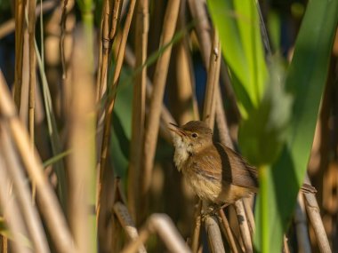 Bir Reed Warbler, canlı yeşil bir ortamda sallanan bir sazlıkta doğal yaşam alanıyla uyum içinde zarifçe oturur..