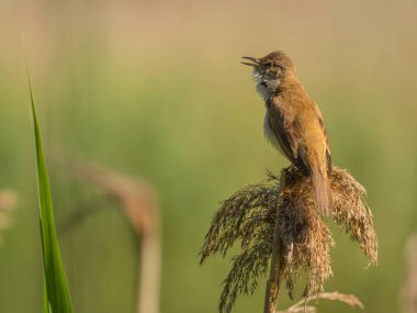 Bir Great Reed Warbler yemyeşil bir ortamın ortasında tünemiş, güzel şarkısı havayı doğanın ahengiyle dolduruyor..