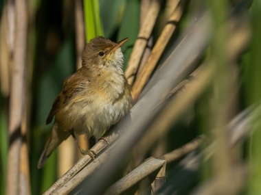Bir Reed Warbler, canlı yeşil bir ortamda sallanan bir sazlıkta doğal yaşam alanıyla uyum içinde zarifçe oturur..