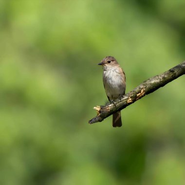 A Spotted Flycatcher perches gracefully on a branch, its keen eyes searching for insects amidst the lush greenery of the blurred background.