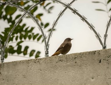 Black redstart perched amid a rusty chain-link fence.
