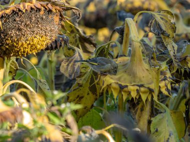 European greenfinch perched on sunflowers in autumn scenery.