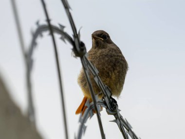 Esnek Black Redstart dikenli tele güvenle tünemiş, açık mavi gökyüzüne karşı kırmızı kuyruğu, adaptasyon ve gücün sembolü..