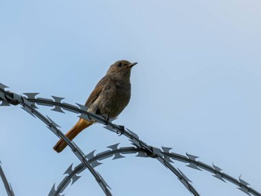 Esnek Black Redstart dikenli tele güvenle tünemiş, açık mavi gökyüzüne karşı kırmızı kuyruğu, adaptasyon ve gücün sembolü..