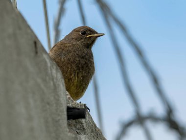 Esnek Black Redstart dikenli tele güvenle tünemiş, açık mavi gökyüzüne karşı kırmızı kuyruğu, adaptasyon ve gücün sembolü..