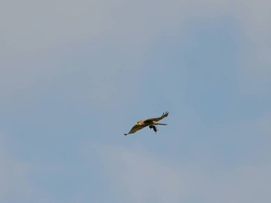 Yetenekli ortak Kerkenez, avlanan fare avını tutarak uçarken yakalanır ve gökyüzünün engin genişliğine karşı izole edilir..