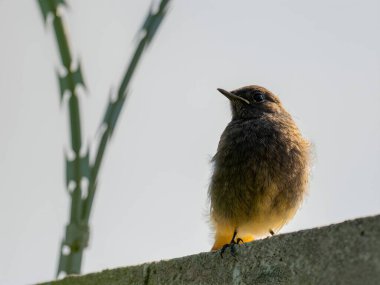 Esnek Black Redstart dikenli tele güvenle tünemiş, açık mavi gökyüzüne karşı kırmızı kuyruğu, adaptasyon ve gücün sembolü..