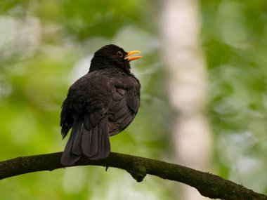 Ağaç dalına tünemiş yaygın karatavuk, arka plan bulanık bitki örtüsü.
