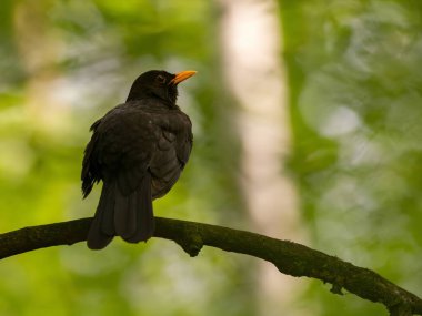 Ağaç dalına tünemiş yaygın karatavuk, arka plan bulanık bitki örtüsü.