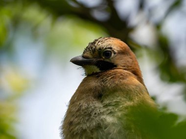 Eurasian Jay perched on a tree branch, surrounded by lush green foliage.
