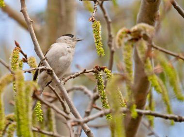 Eurasian Blackcap on a tree branch, set against the vast expanse of the sky.